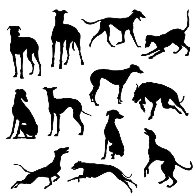 Vector silhouettes of greyhound dogs running standing and trotting in different poses