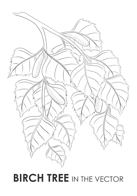 VECTOR SKETCH OF A BIRCH TWIG ON A WHITE BACKGROUND