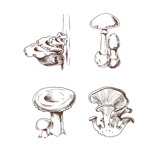 Vector sketch Collection of different mushrooms for print web mobile and infographics