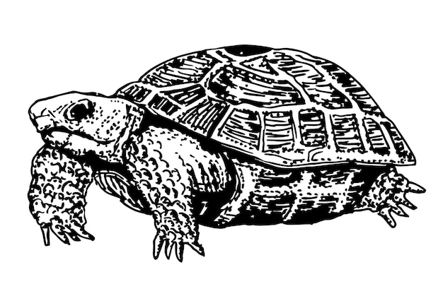 Vector sketch engraving drawing of big turtle Turtle icon symbol Premium quality isolated tortoise