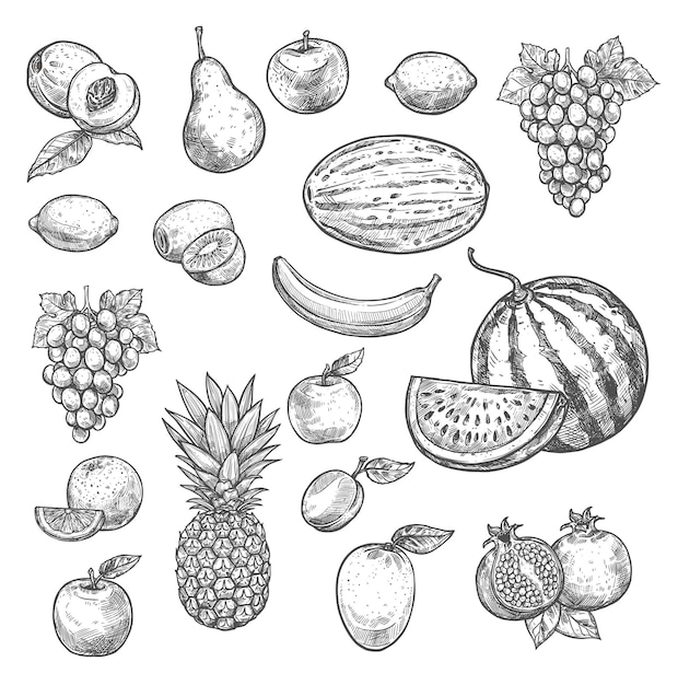 Vector sketch fruits isolated icons