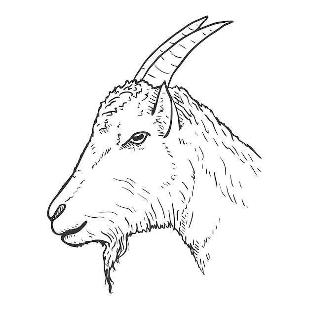 Vector Sketch Goat Head