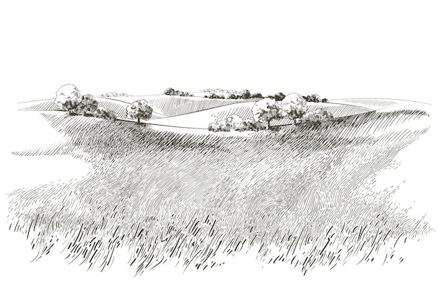 Vector sketch Green grass field on small hills. Meadow, alkali, lye, grassland, pommel, lea, pasturage, farm. Rural scenery landscape panorama of countryside pastures. illustration