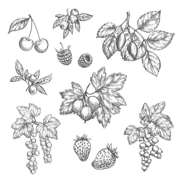 Vector vector sketch icons of fresh berries and fruits