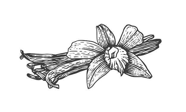 Vector sketch illustration of vanilla sticks and flower Hand drawn kitchen herb