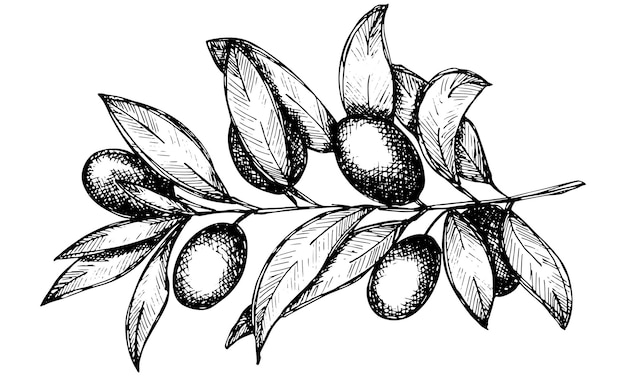 Vector sketch of olive branch Hand drawn olive clipart Eco food illustration