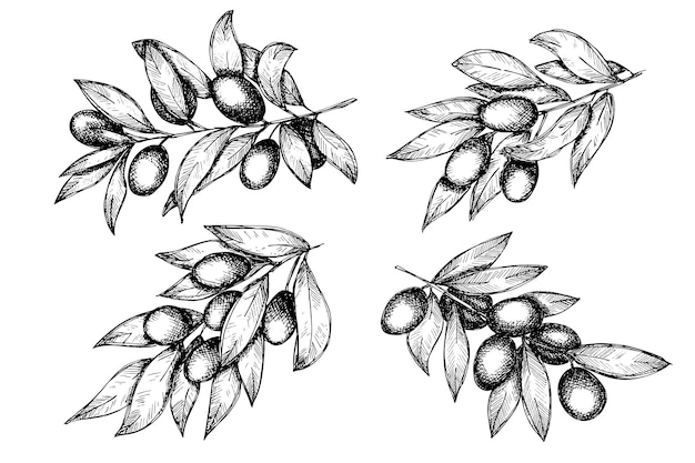 Vector sketch of olive branch Hand drawn outline clipart set Eco food illustration