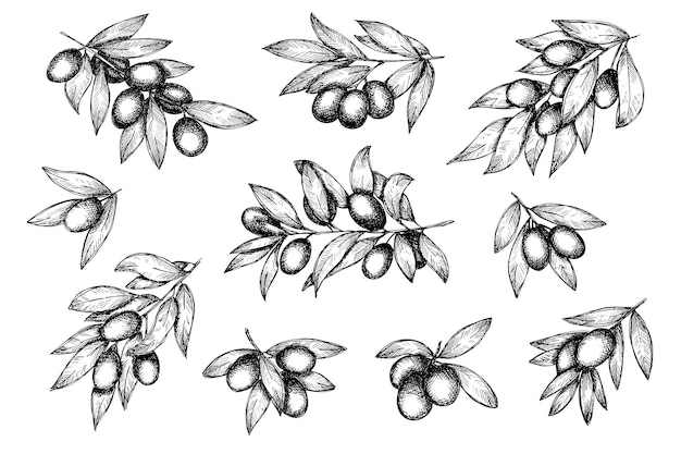 Vector sketch of olive branch Hand drawn outline clipart set Eco food illustration