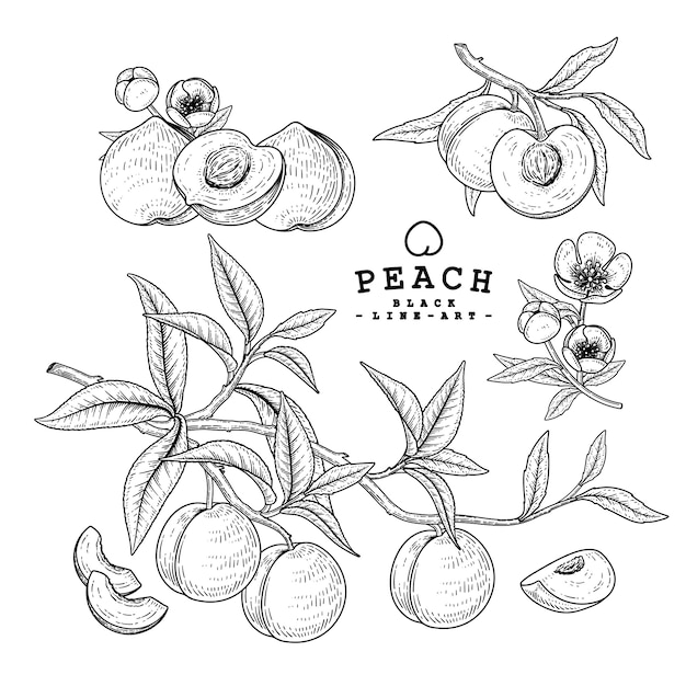 Vector Sketch Peach decorative set. Hand Drawn Botanical Illustrations. 