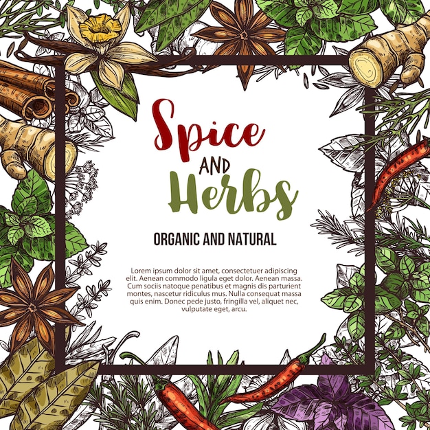 Vector sketch poster of spices and herbs