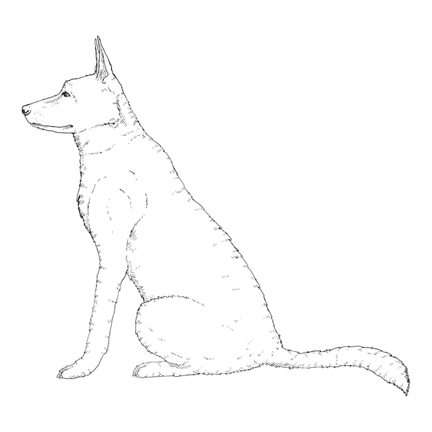 Vector Sketch Sitting German Shepherd Dog Illustration