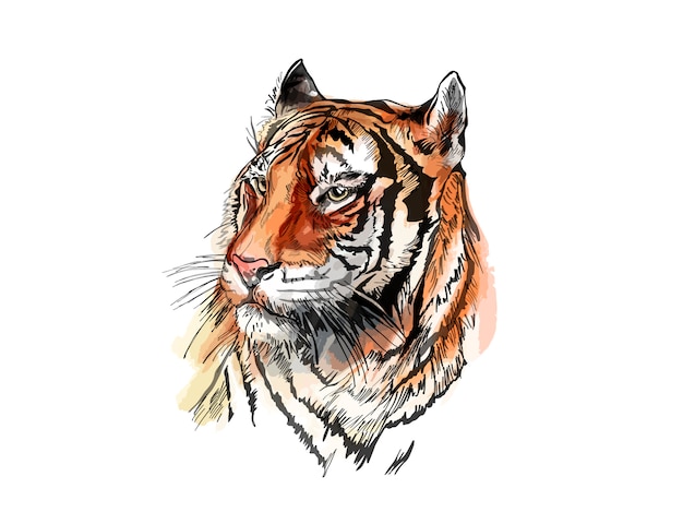 Vector sketch of a tiger.