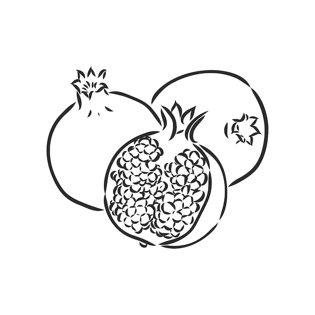 Vector sketch of tropical pomegranate fruit Round outlines of ripe Garnet