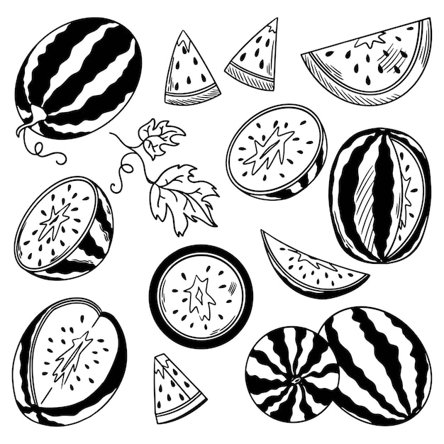 Vector vector sketch of watermelon set of sliced watermelon whole fruit cut in half rind and seeds