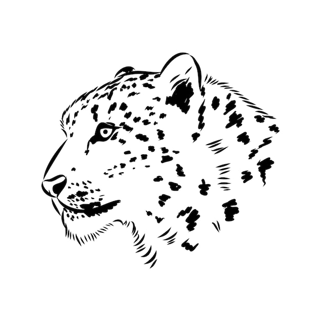 Vector snow leopard irbis wild cats graphic illustration