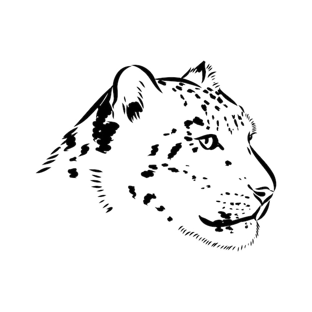 Vector snow leopard irbis wild cats graphic illustration