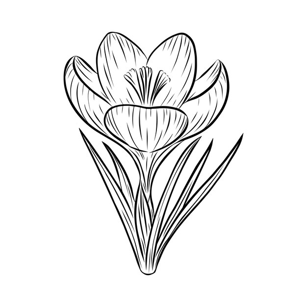 Vector spring crocus flower line art sketch saffron drawing Hand drawn botanical outline art