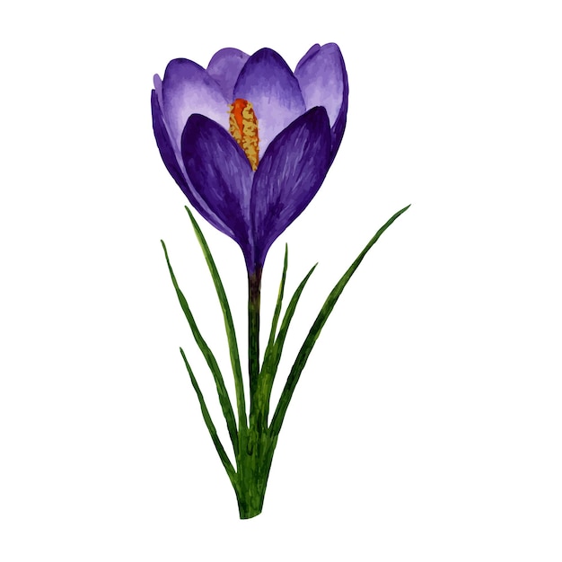 Vector spring flower purple crocus Hand painted watercolor floral illustration