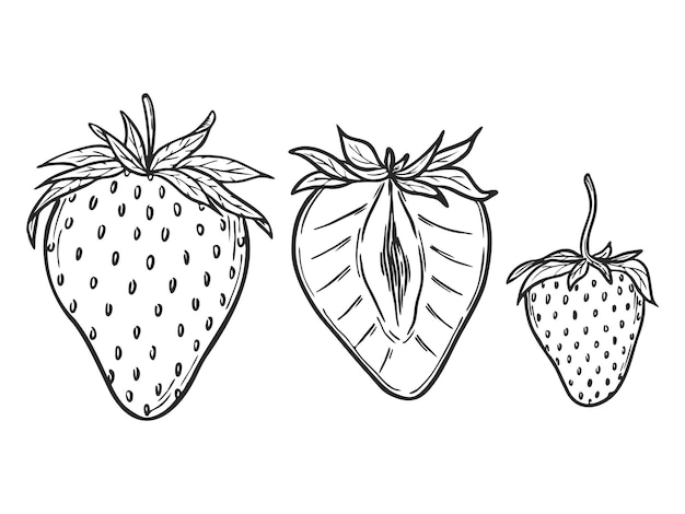 Vector strawberries set line art drawing hand drawn botanical outline illustration Summer fruit monochrome drawing Isolated design elements for coloring book page background pattern packaging