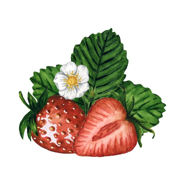 Vector strawberries with green leaves and blooming flower hand drawn watercolor berries illustration