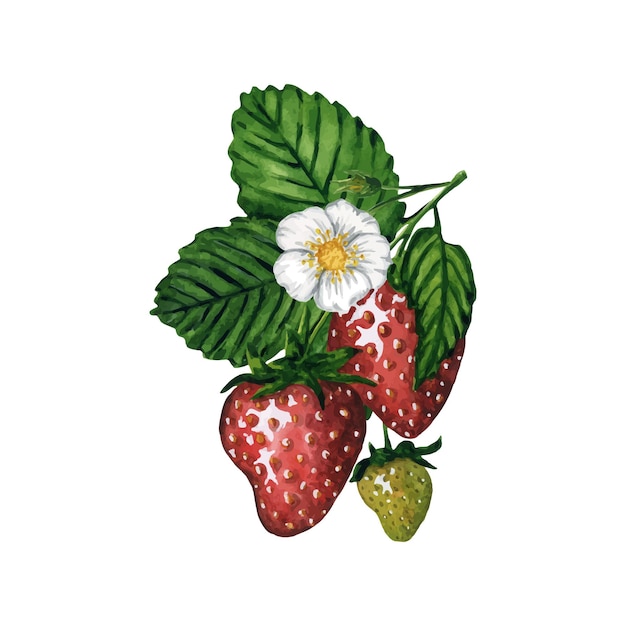 Vector strawberries with green leaves and blooming flower hand drawn watercolor illustration