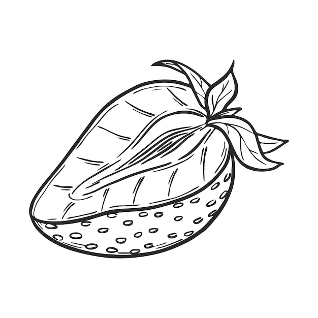 Vector strawberry half line art drawing hand drawn botanical outline illustration