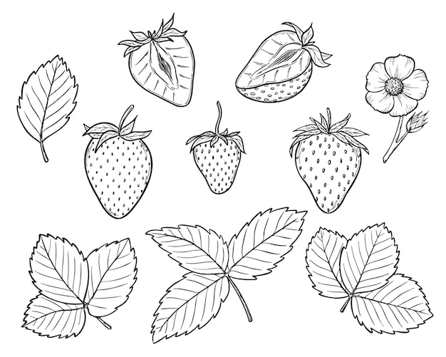 Vector strawberry line art drawings set with berries leaves and flowers botanical outline sketch