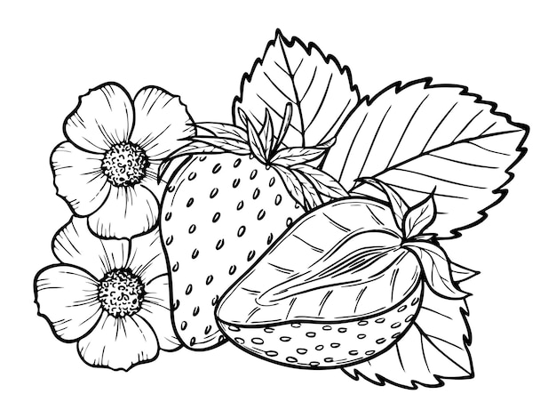 Vector strawberry line art illustration composition with berries leaves flowers hand drawn botanical