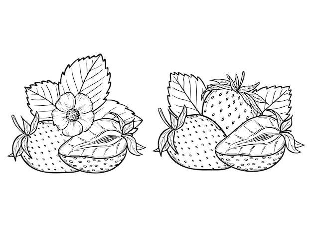 Vector strawberry line art illustration set with berries leaves and flowers hand drawn botanical outline drawing monochrome sketch Design elements for coloring book background pattern packaging