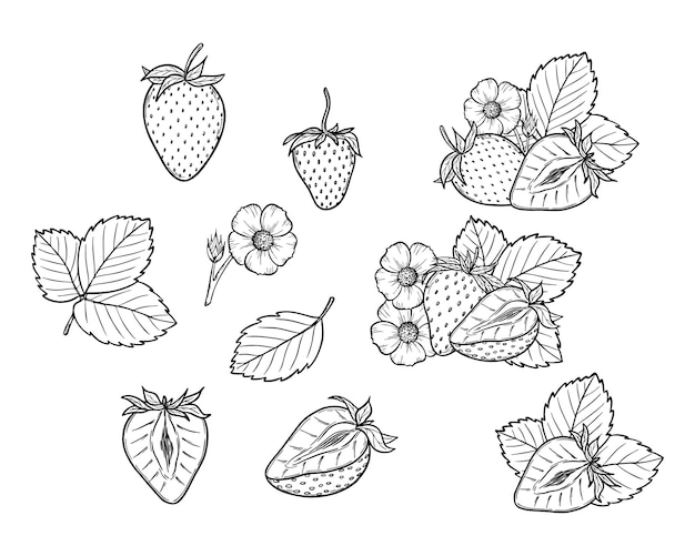 Vector strawberry line art illustration set with berries leaves and flowers hand drawn botanical outline drawing monochrome sketch Design elements for coloring book background pattern packaging