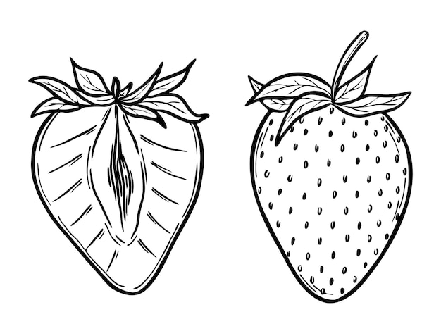 Vector strawberry set line art drawing hand drawn botanical outline illustration monochrome drawing