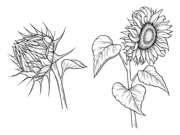 Vector vector sunflower illustrations set in line art style graphic monochrome drawing hand drawn floral outline sketch engraved illustration design element for coloring book tattoo logo icon label