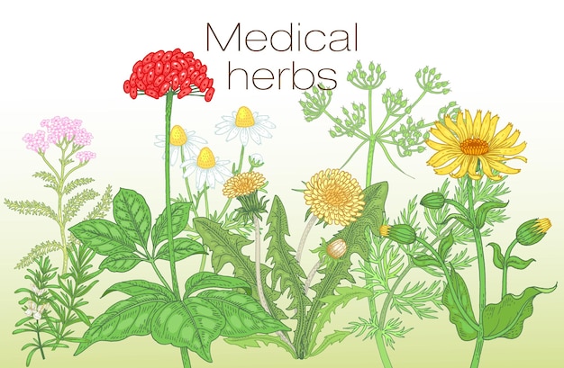 Vector template poster with the image of medicinal herbs