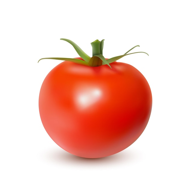 Vector tomato vegetables isolated on white fresh tomato fruit clipping path