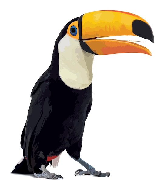 Vector of a Toucan toco beak open, we can see its tongue, Ramphastos toco, isolated