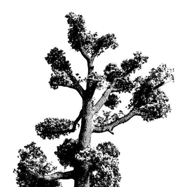 vector tree silhouettes Black and White illustration