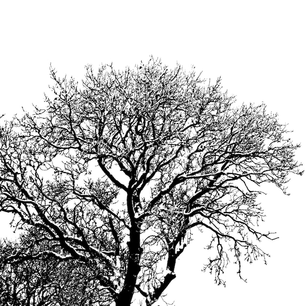 vector tree silhouettes Black and White illustration