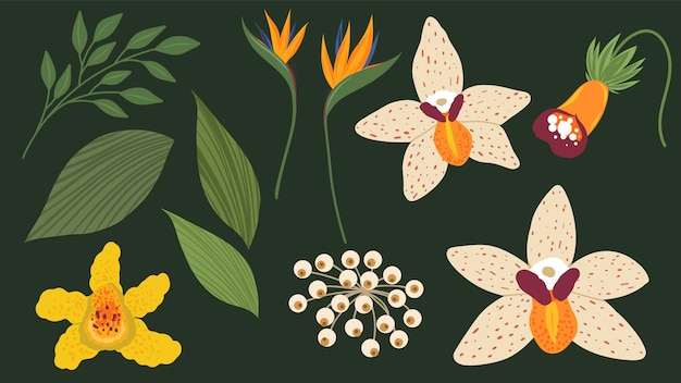 Vector tropical flowers and leaf illustration  set  Abstract botanical collection Orhid and ather