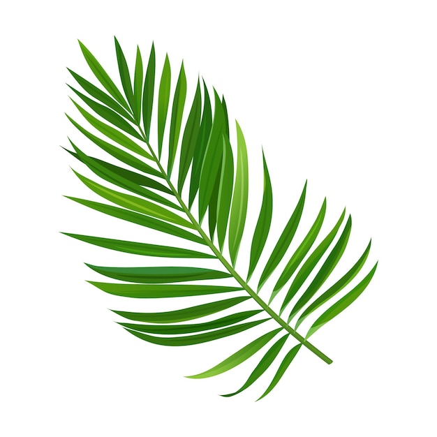 Vector tropical palm branch isolated on white background