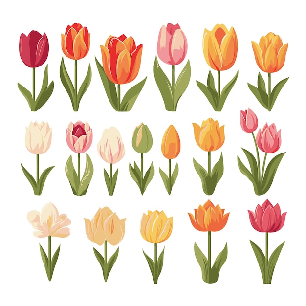 Vector vector tulip collection set