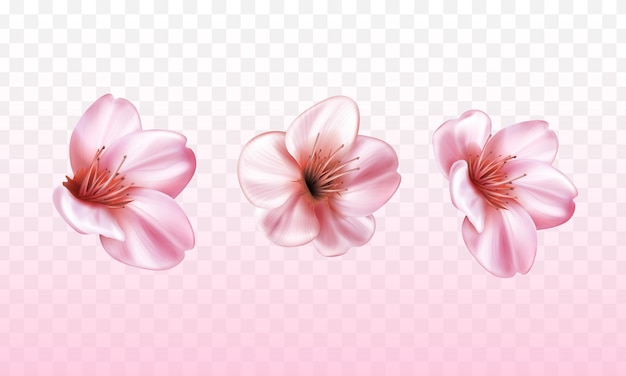 Vector variety of realistic cherry blossoms on transparent background