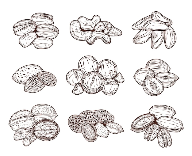 Vector vector various nuts illustration