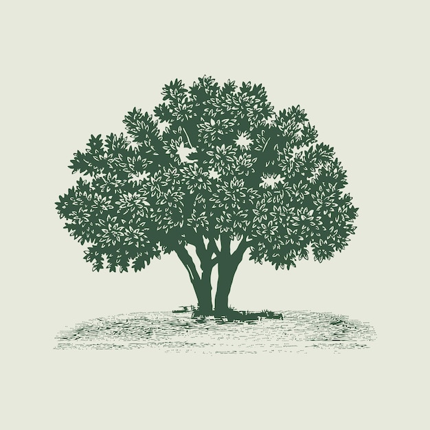 vector vintage oak tree illustration