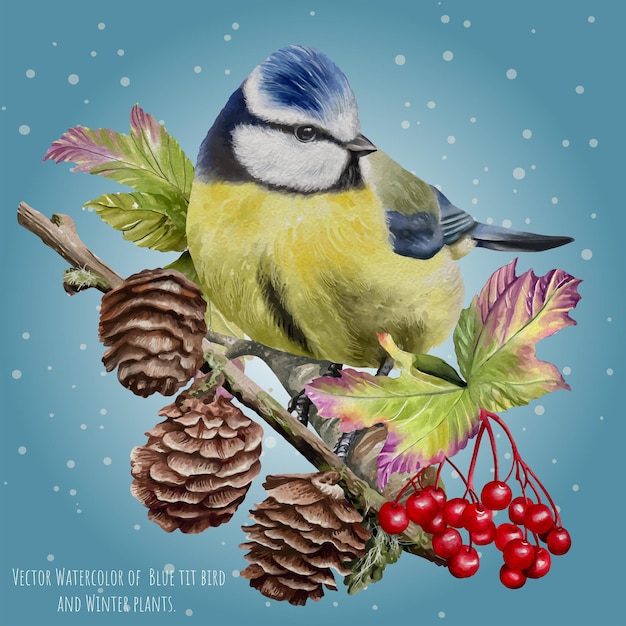 Vector Watercolor of Blue tit bird and winter plants