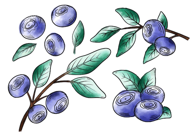 Vector watercolor blueberries blueberry berries with twigs of leaves in a handdrawn style