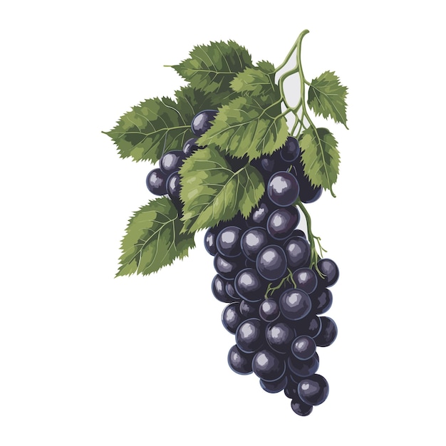 Vector watercolor grape fruit clipart editable