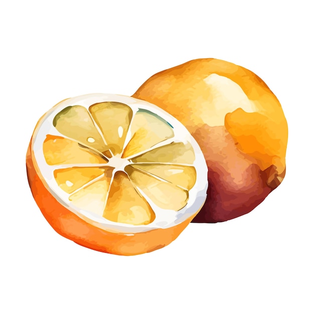 Vector watercolor illustration of juicy oranges The rich hues and detailed textures are ideal for summer designs menus and recipe decorations