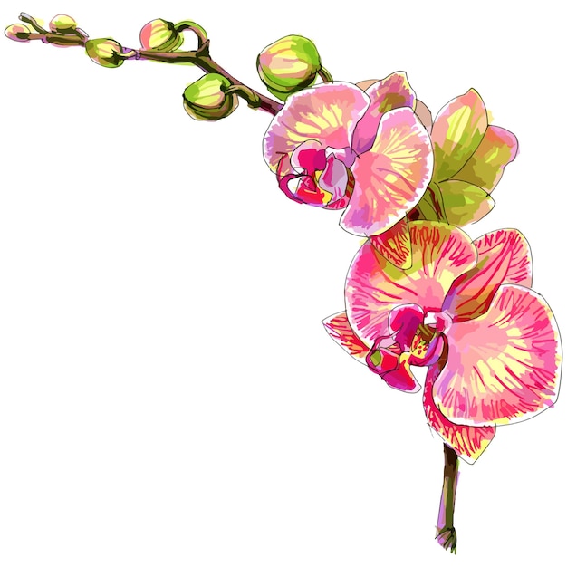 Vector watercolor illustration of orchid flower