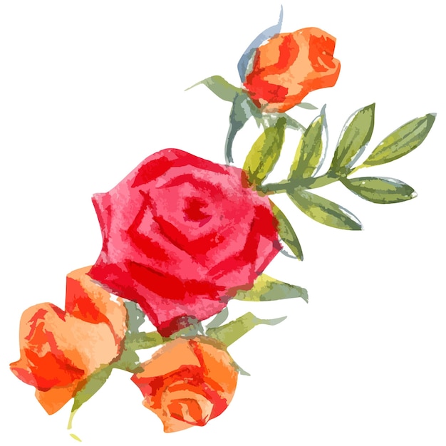 Vector watercolor illustration of rose flower sketch