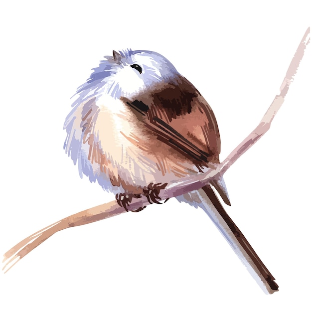 Vector watercolor illustration of small forest bird longtailed tit